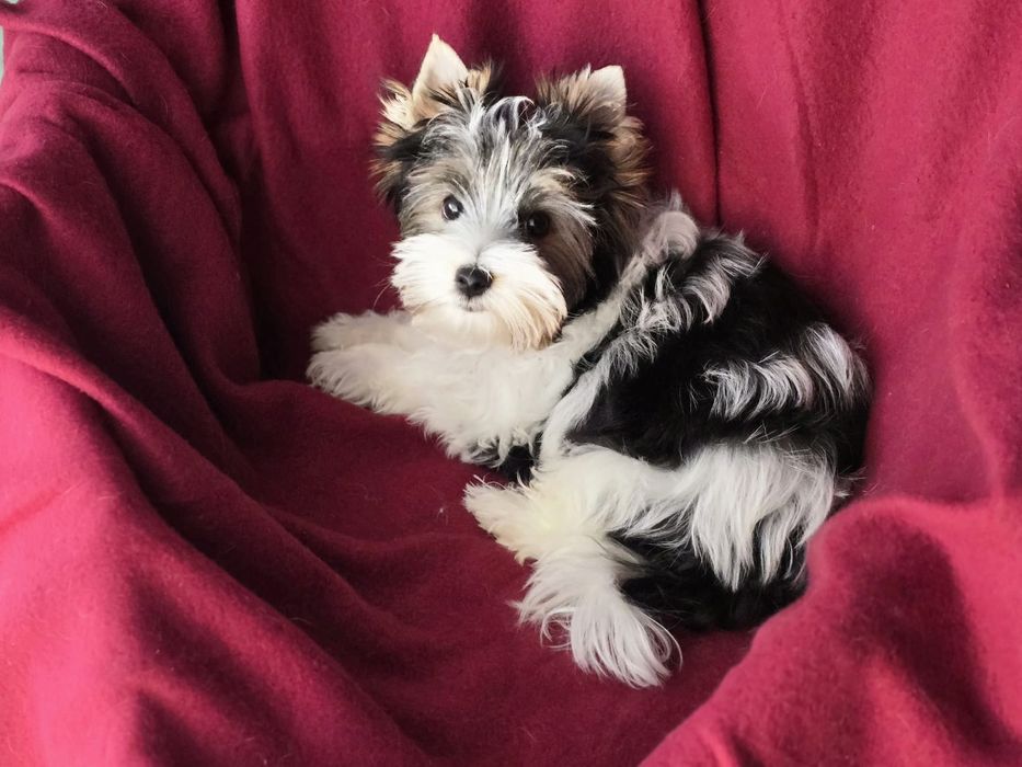 Piesek Yorkshire terrier biewer