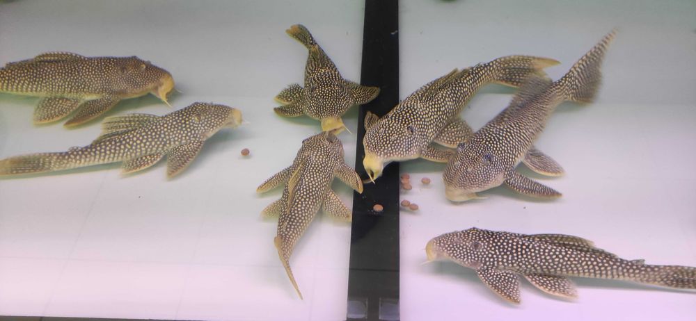 Скобинанциструс ауреатус L014 (Scobinancistrus aureatus L014)