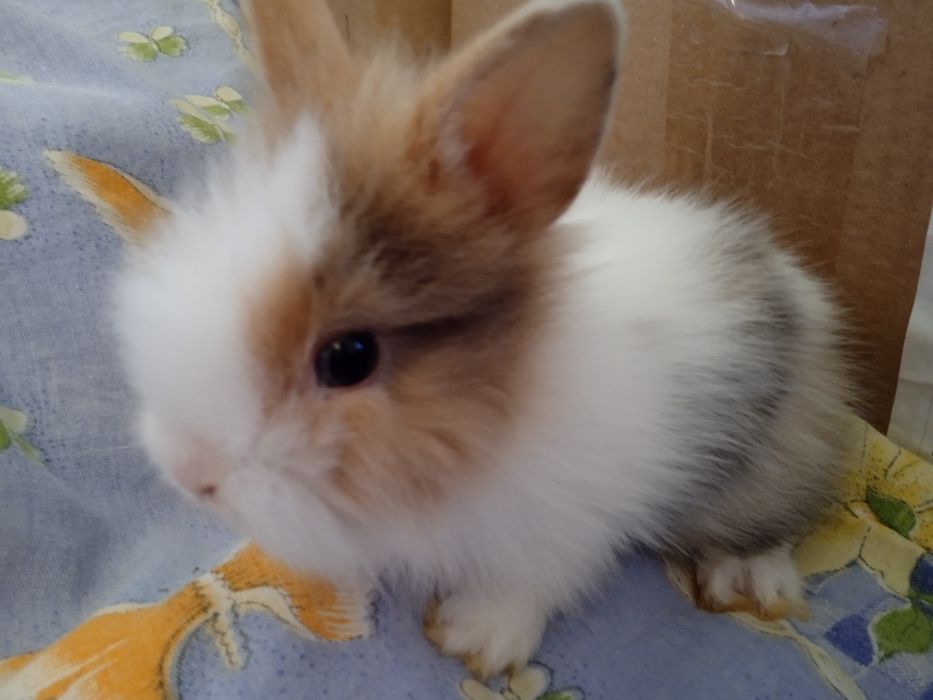 Декоративні кролики