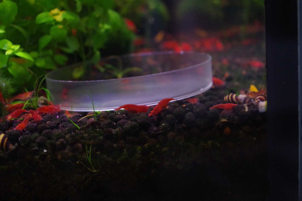 Krewetki Neocardinia Red Cherry