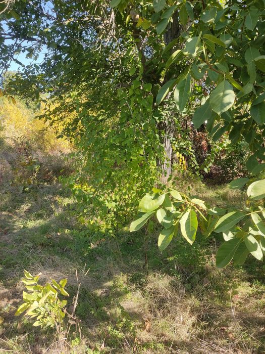 Продам дачу у СТ «Запорожец»