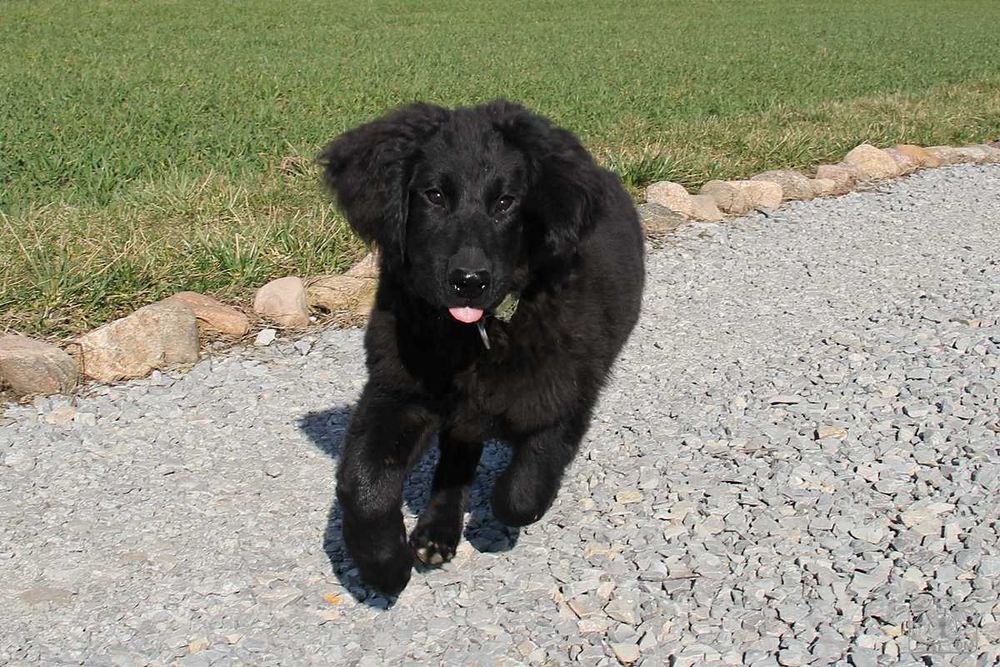 szczenię rasy Hovawart