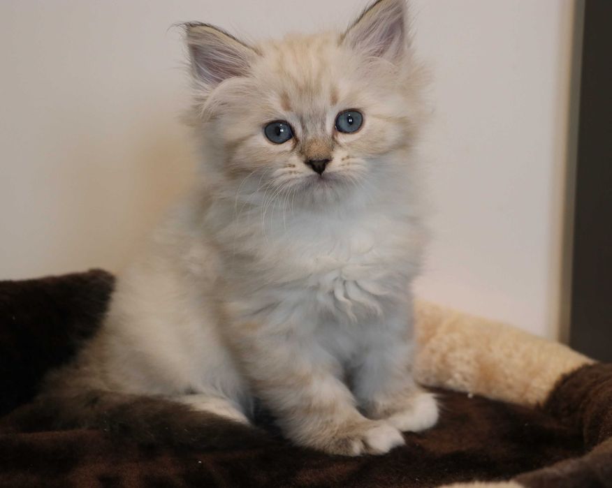 Śliczna kotka Neva Masquerade