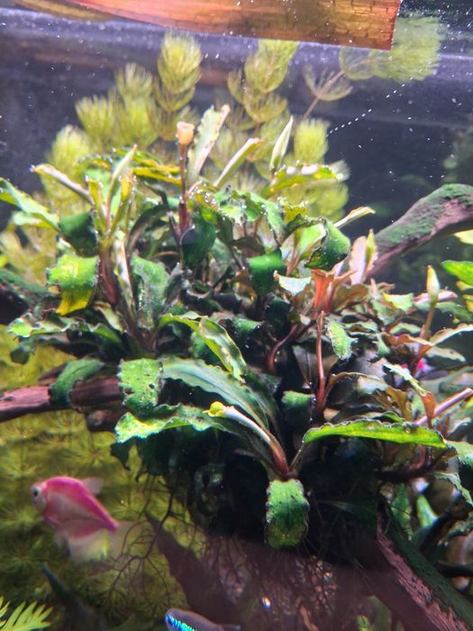 Roślinki do akwarium