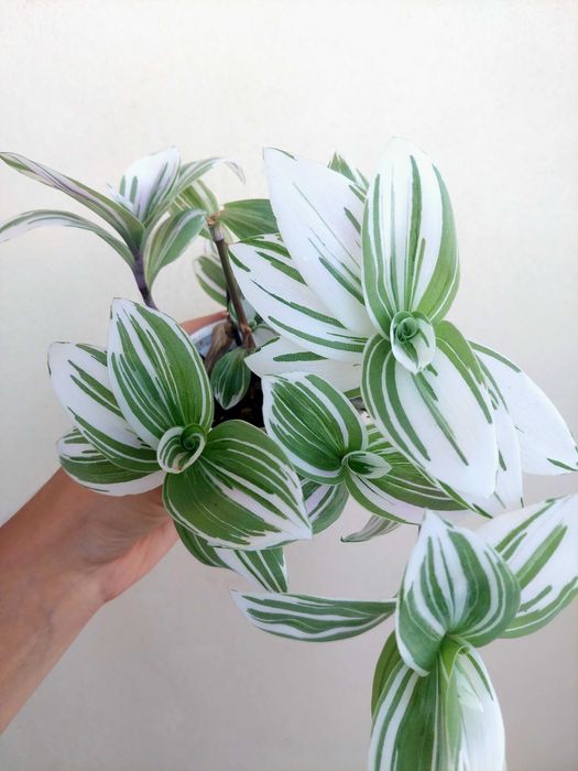 Tradescantia Brightness