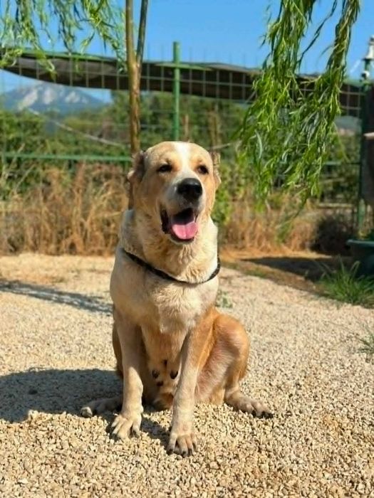 Pati - owczarek azjatycki, suka do adopcji