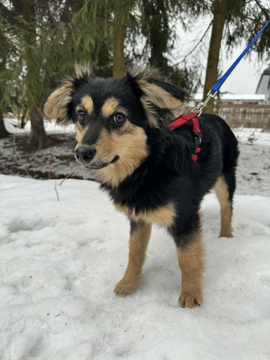 Mięciutki szczeniak Flafi do adopcji