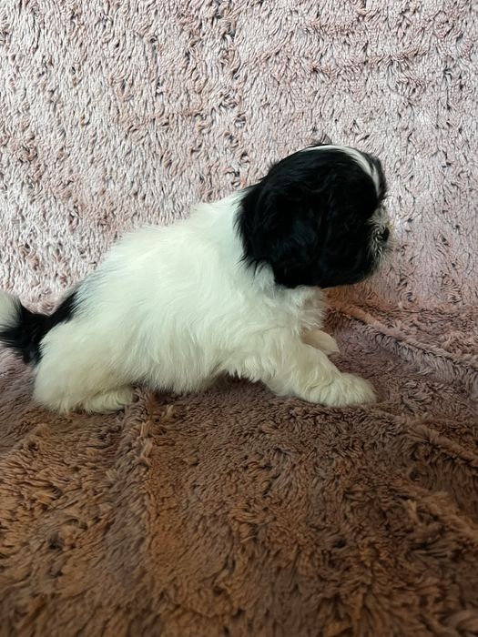 Rodowodowy czteropokoleniowy piesek shih tzu