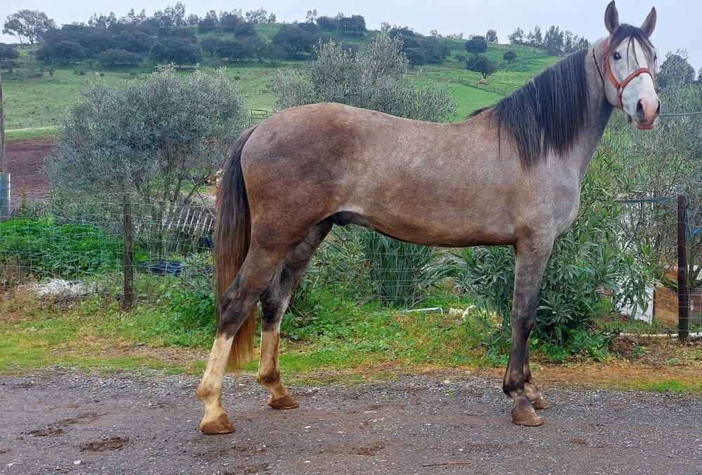 Poldro rozilho de 4anos