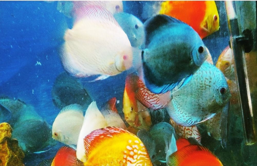 Продажа дискусов