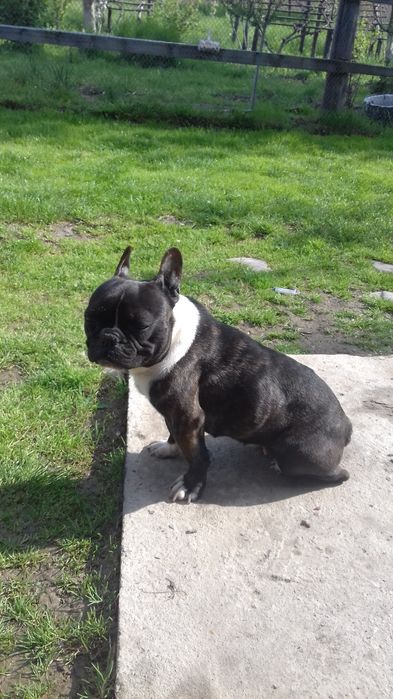 Продається  французький бульдог