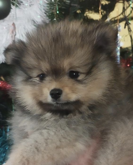 Pomeranian Zkwp szpic miniaturowy
