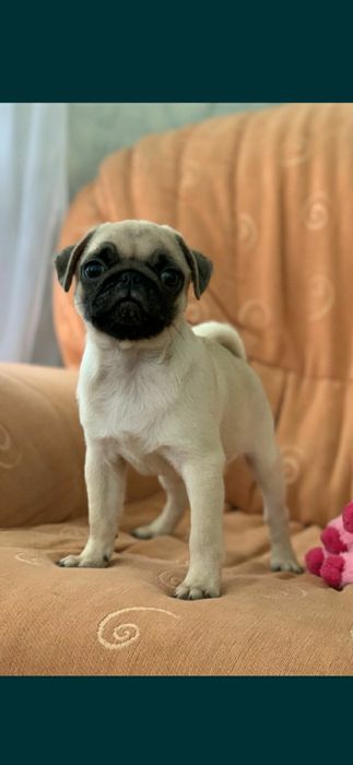 Бомбезні мопсики