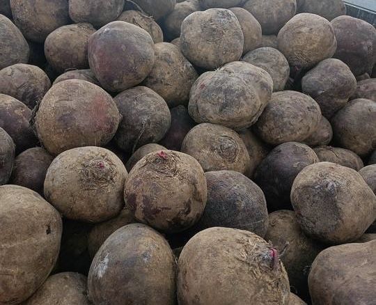 Sprzedam Buraczki Okrągłe