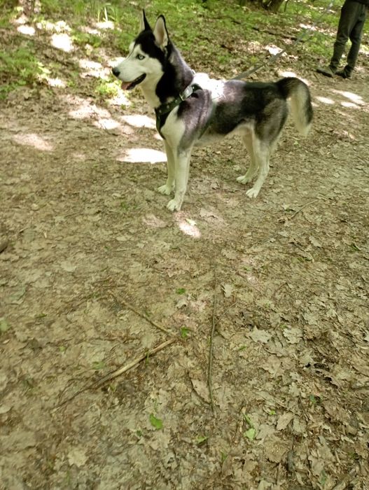 Молодий хаскі  трьох років шукає дівчину для в'язки.