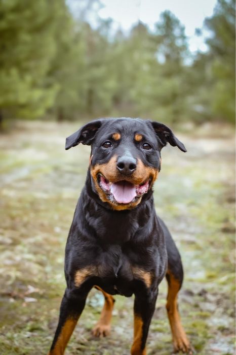 Carna- suczka w typie rottweilera czeka na odpowiedzialny dom