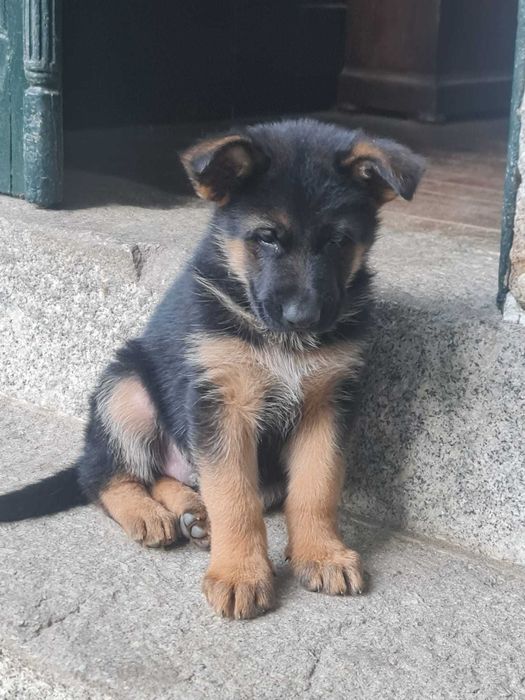 Lindo Cachorro Pastor Alemão Pêlo Curto