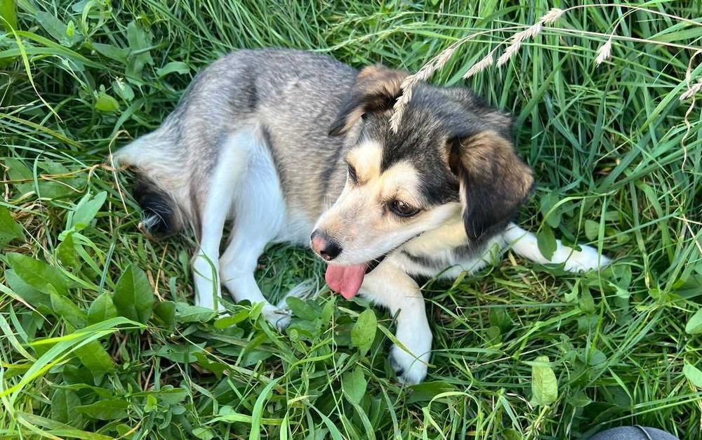 2,5 roczna malutka Leja do adopcji