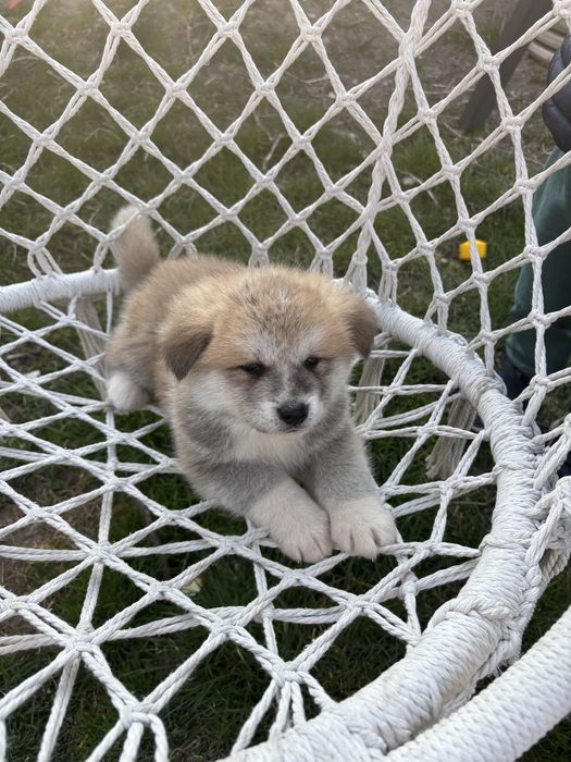 Szczeniak Akita Japonska (pies)