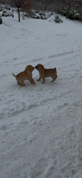 ПРОДАМ! Хлопчики породи Шарпей