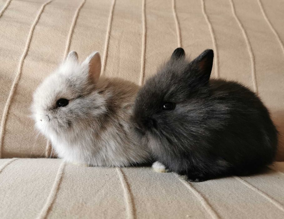 Coelhos anões mini + gaiola nova + alimentação adequada