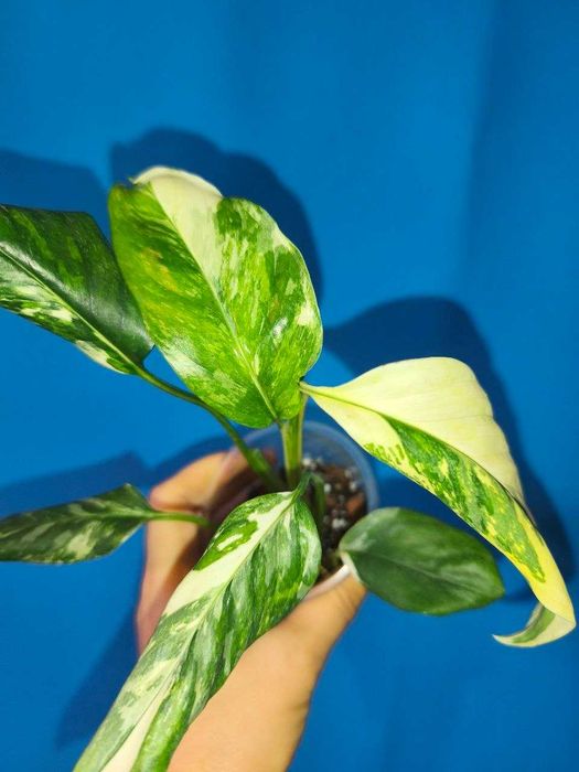Монстера Lechleriana variegata, ароїдні