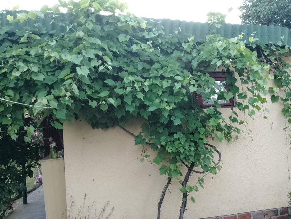 Działka ROD Reja 344m2