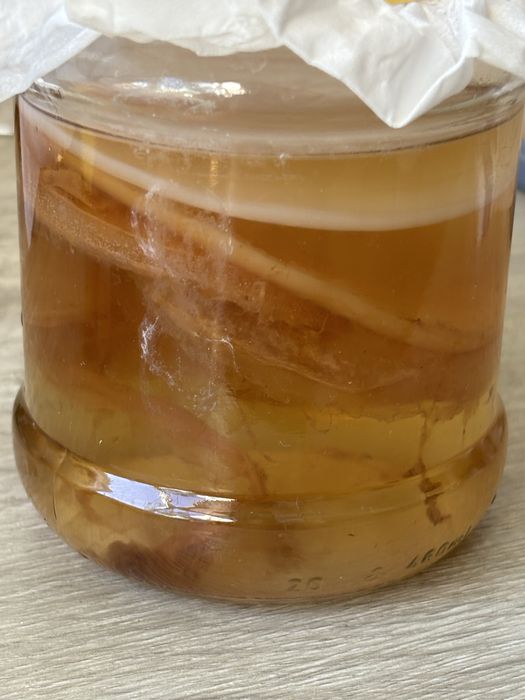 Комбуча чайний гриб