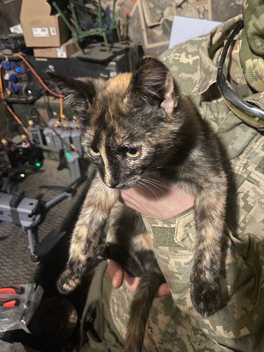 Котики в добрі руки