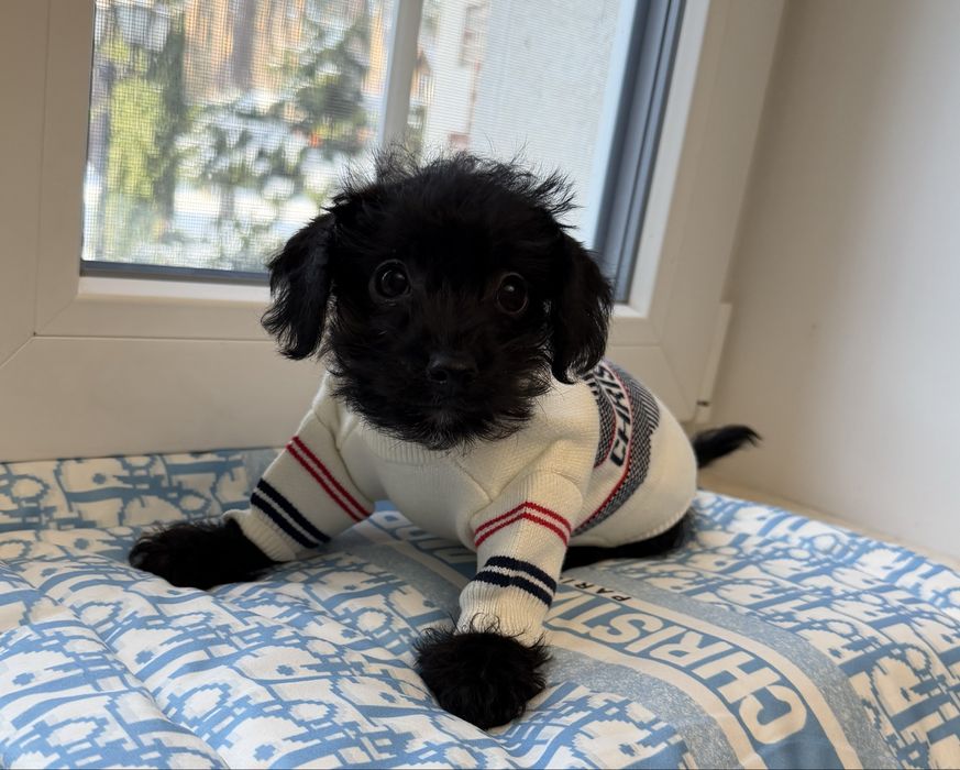 Мальтипу F1 -Слишком хорош чтобы долго ждать