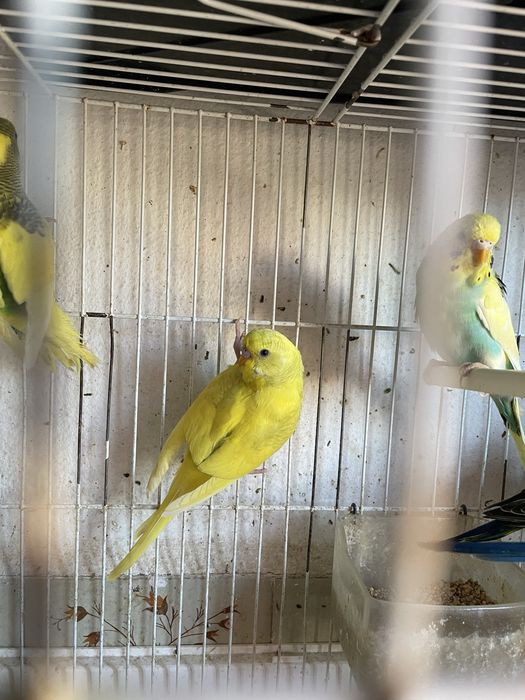 Piriquitos Novos  2025