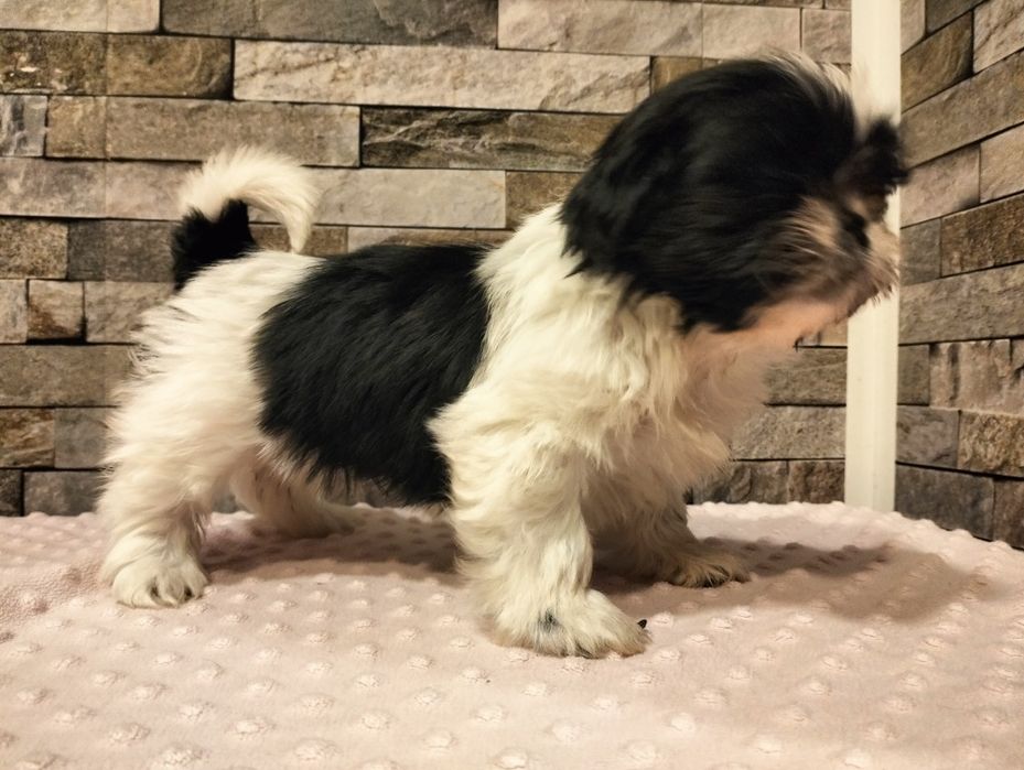 Urocza suczka shih-tzu