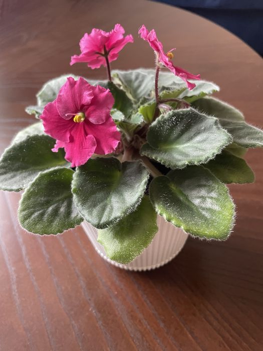 Гарнющі фіалки