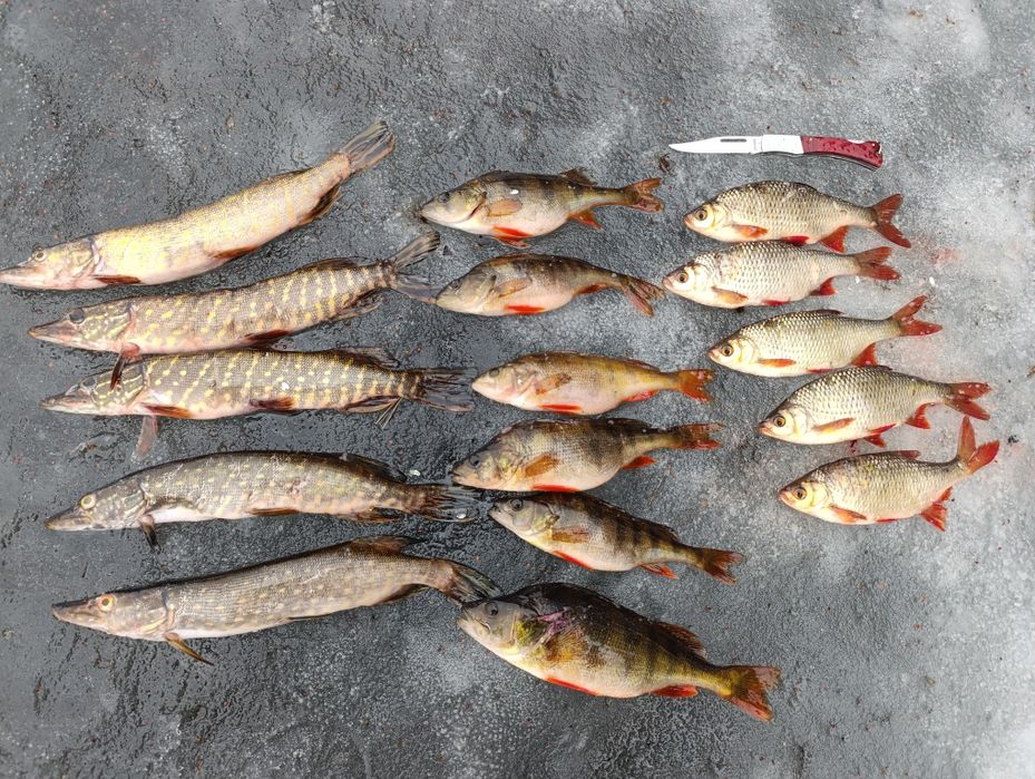 Щука, окунь ,плотва