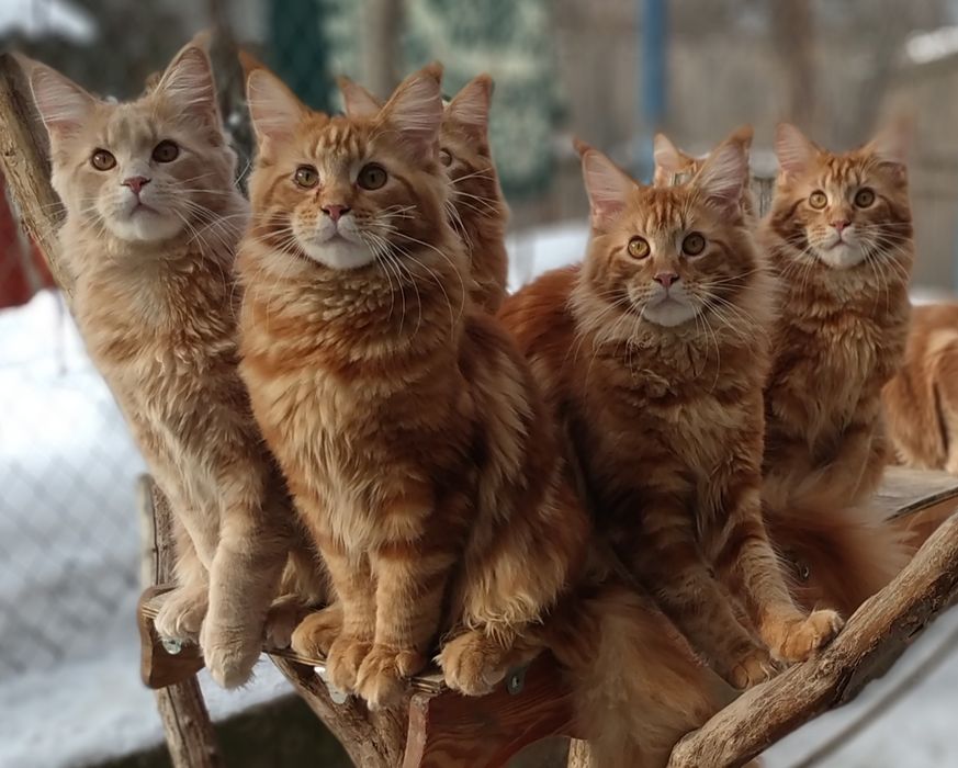 Питомник Красных Мейн кунов Maine Coon Red