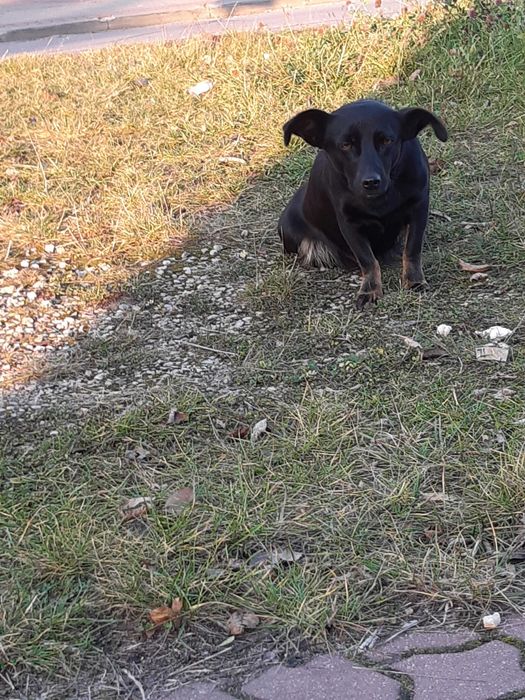 Piękne pieski duzy wybor ADOPCJA!