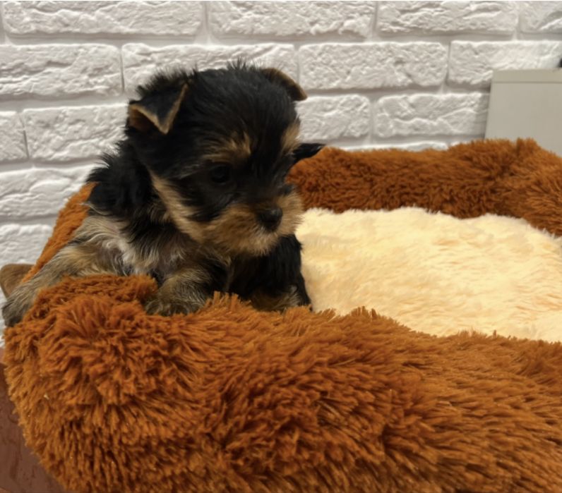 Девочка йорк с полным пакетом документов КСУ