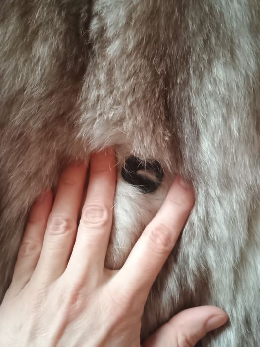 Futro z lisów polarnych, kożuch naturalny