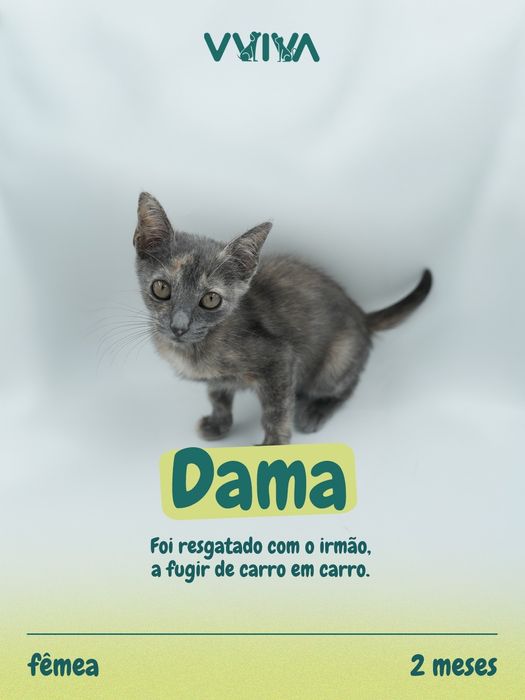 Gatinhas fêmeas para adoção