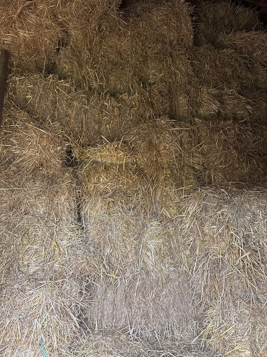 vendo feno da última colheita