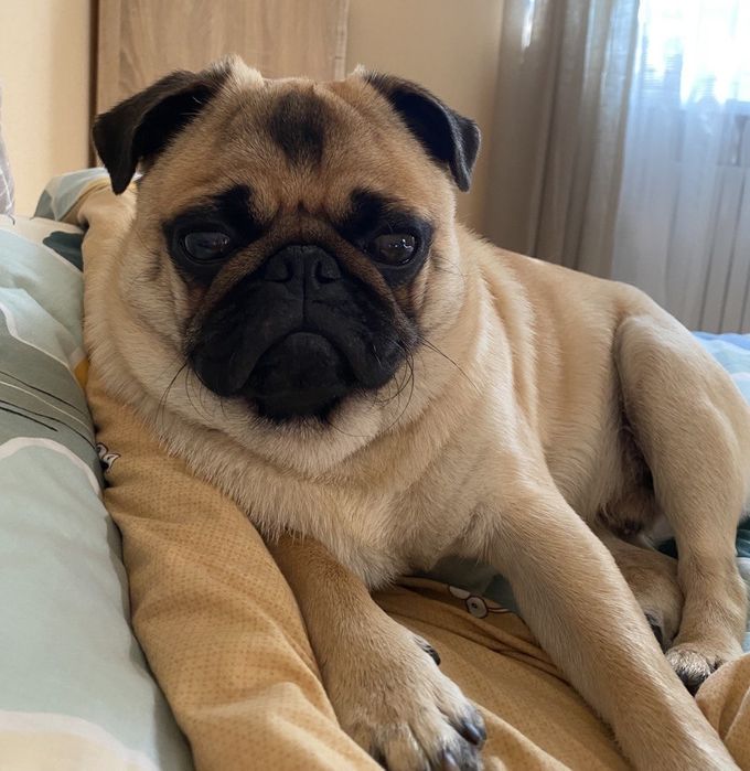 Мопс Гриша шукає дівчинку!!!