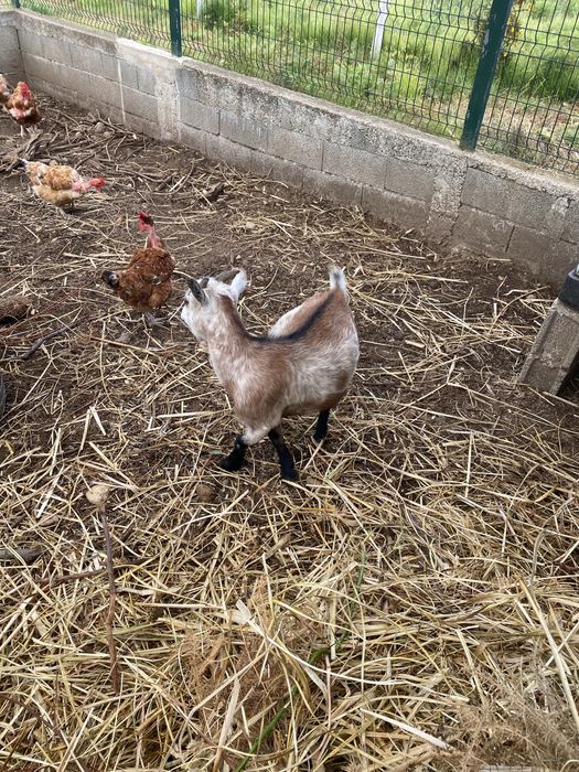 Cabras anãs adultas