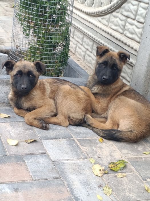 Малінуа дівчатка