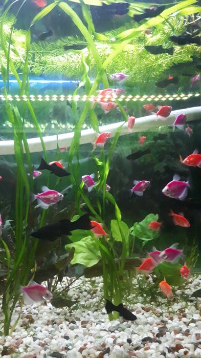 Акваріумні рибки різні