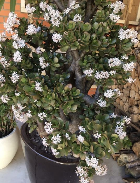Planta suculenta Jade (da fortuna dinheiro amizade) em vaso de luxo