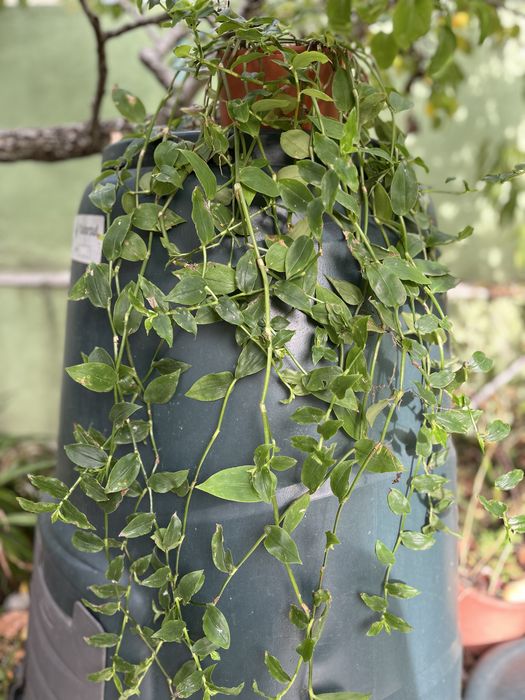 Planta da Fortuna em vasinho faço envios