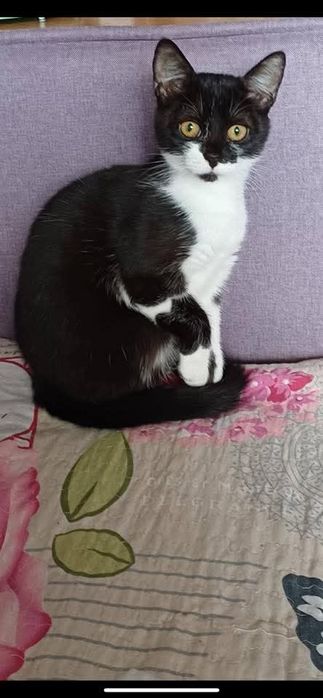 Дівчинка стерилізована