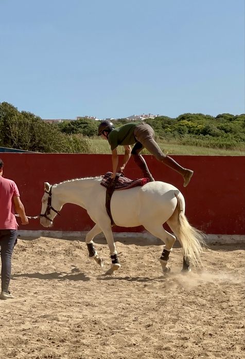 Perfectly  Horse 6 years old.   Cavalo Isabel
