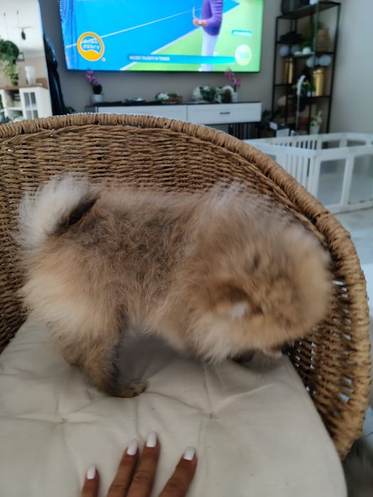 Pomeranian szpic miniaturowy suka kremowo-szaro-biała (sable) Anielka