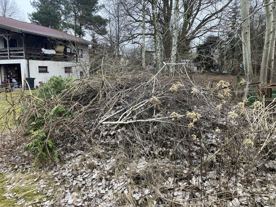 Gałęzie, drewno za darmo